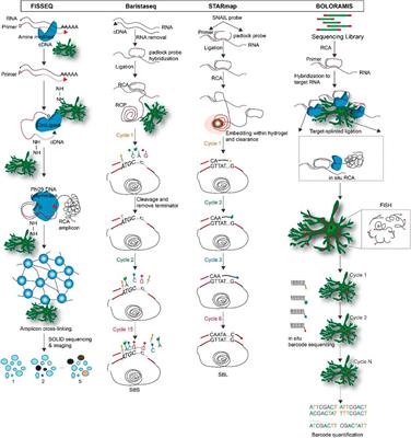 Application of spatial transcriptome technologies to neurological diseases